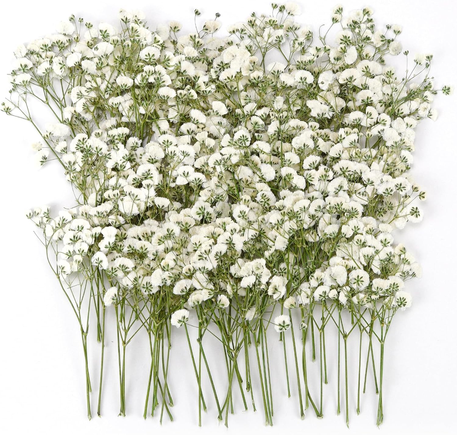 GKZB Gypsophile – kaltēti ziedi amatniecībai, 100 gab