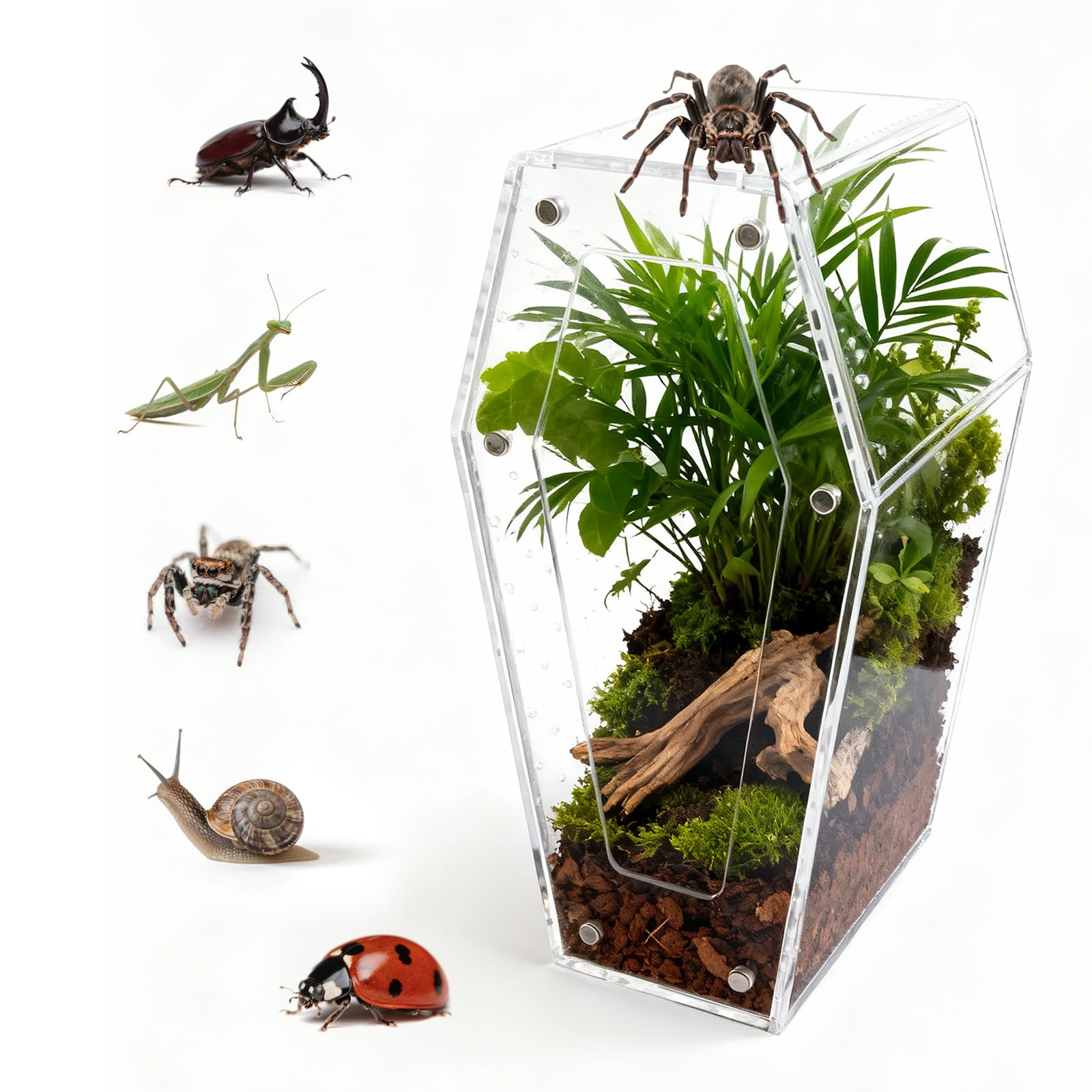 Bartuke ZZGCX-SYX - Akrila terarijs insektiem un rāpuļiem ar magnētiskām durvīm un ventilāciju